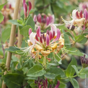 Chèvrefeuille, Lonicera periclymenum CAPRILIA ® Imperial ‘Inov86’ Meilland Richardier