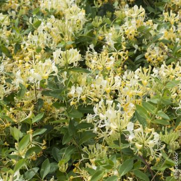 Chèvrefeuille grimpant, Lonicera periclymenum SCENTSATION ® en situation