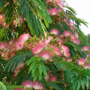 Albizia julibrissin Meilland Richardier, détail fleurs et feuillage Albizia julibrissin Meilland Richardier, détail fleurs et feuillage