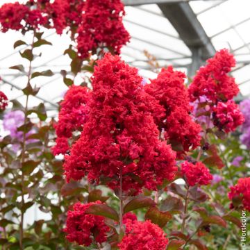 Lagerstroemia DYNAMITE Whit II, arbustes à fleurs Meilland Richardier