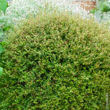 Lonicera nitida Tidy Tips Panmin boule, arbuste Meilland Richardier