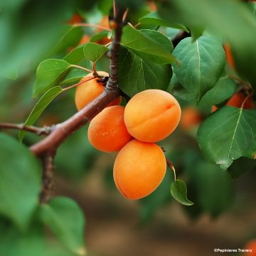 Abricotier nain Garden Aprigold® Abricotier nain Garden Aprigold®