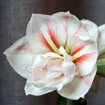 Amarillis Nymphe