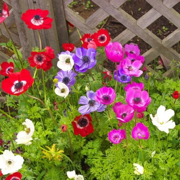 Anemoni di Caen in miscuglio