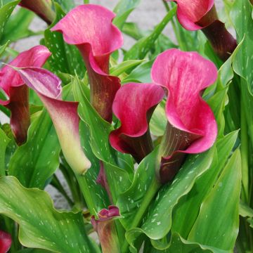 Arum Pink Persuasion Arum Pink Persuasion