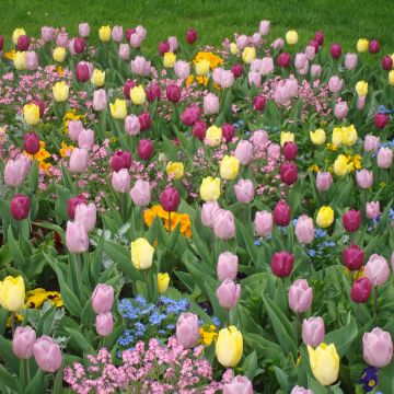 Assortiment tulipes simples hâtives Pastel Assortiment tulipes simples hâtives Pastel
