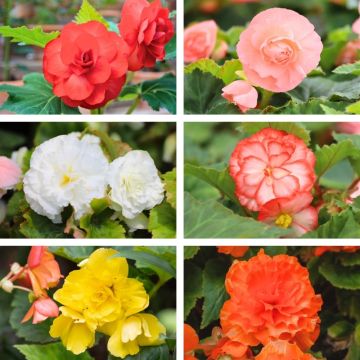 Begonia NON STOP ® in mix