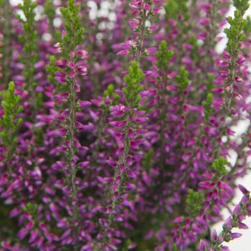 bruyère d'été violette bruyère d'été violette