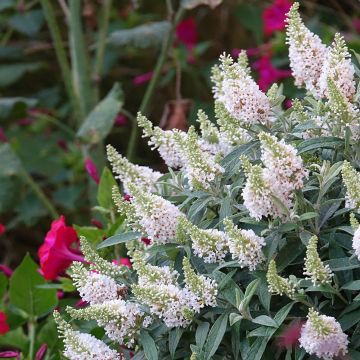 Mini Buddleia Davidii Tiny Buddy® White 'Dapcomwhi' cov Mini Buddleia Davidii Tiny Buddy® White 'Dapcomwhi' cov