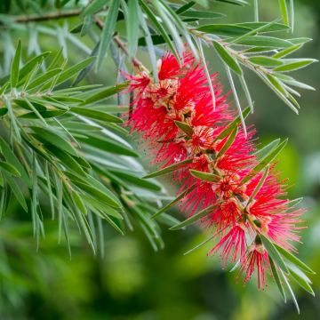Callistemon Rigidus