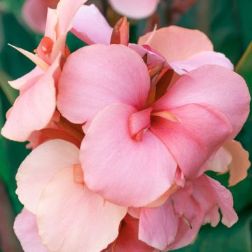 Canna nana Gnom