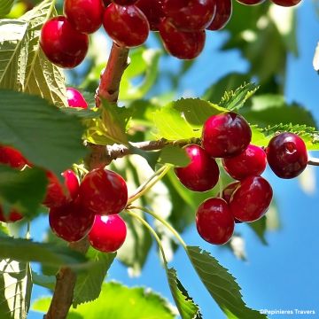 Cerisier Nain de jardins® Chérie Cherry Cerisier Nain de jardins® Chérie Cherry