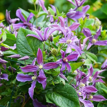 Clematide Saphyra ® Indigo