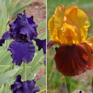Collection iris Collection iris