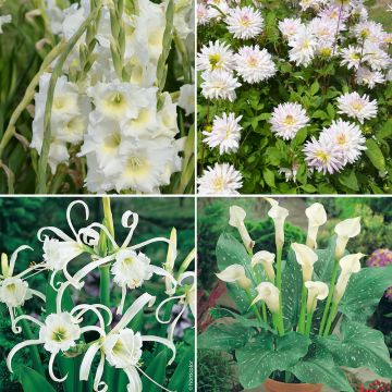 Collection fleurs blanches Collection fleurs blanches