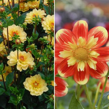 Collection Dahlias Pooh et Dahlias Cancun Collection Dahlias Pooh et Dahlias Cancun