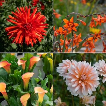 Collection fleurs orange Collection fleurs orange