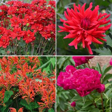 Collection fleurs rouges Collection fleurs rouges