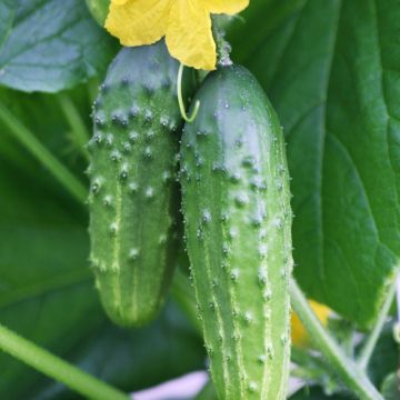 Cetriolo il generoso