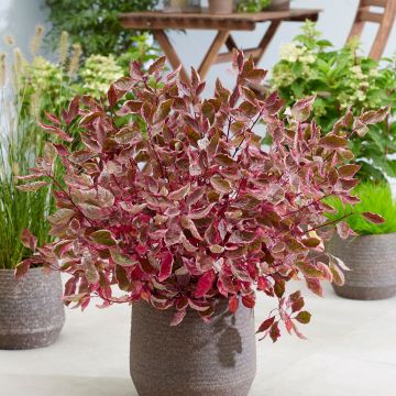 Le Corbus Alba Miracle planté en pot conserve son effet spectaculaire !
