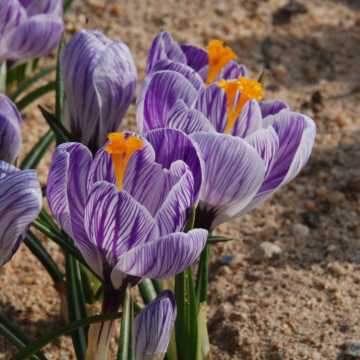 Crocus Roi des Stries Crocus Roi des Stries