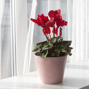 Cyclamen rouge de noël Cyclamen rouge de noël