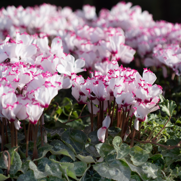 Ciclamino profumato ABSOLU ® de Morel, Cyclamen X persica