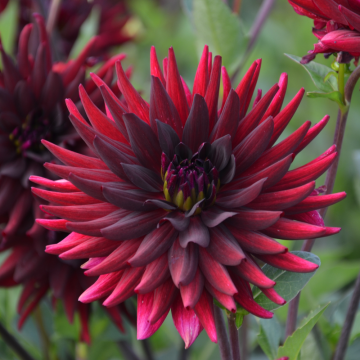 Dahlia cactus à grandes fleurs Splendeur Noire