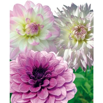 Dalie Assortimento Sfumature Delicate Dalie Assortimento Sfumature Delicate