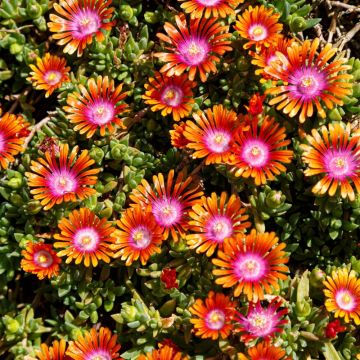 Delosperma Vivace Fire Spinner ® Delosperma Vivace Fire Spinner ®