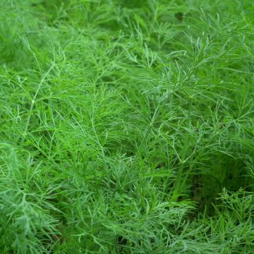 Plant d'aneth Plant d'aneth
