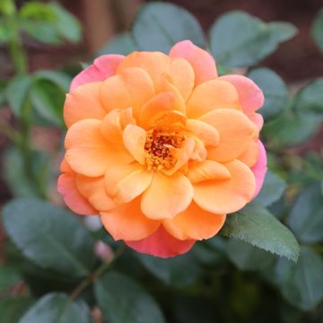 Rosier buisson Sugar CANDY ROSE® Meiconfiz