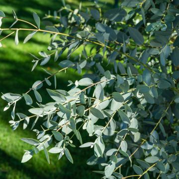 EUCALYPTUS FRANCE BLEU®