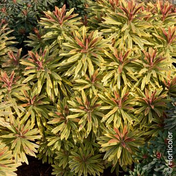 Euforbia di Martin, Euphorbia x martinii Ascot Rainbow