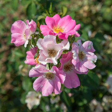 Rosa FRIENDLY ® Pink Meissalu