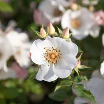 Rosa FRIENDLY ® Sweet Meinatope