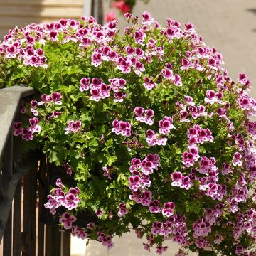 Pelargonium - Géranium parfumé Mosquitaway Eva