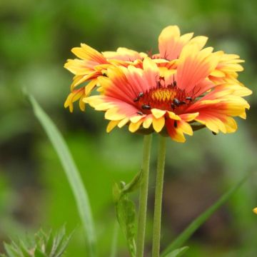 Gaillardia Amber Wheels