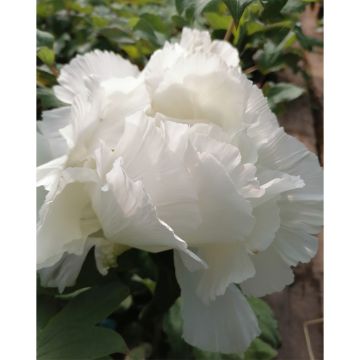 Pivoine arbustive ou Paeonia suffruticosa Hakuoh Jishi Pivoine arbustive ou Paeonia suffruticosa Hakuoh Jishi