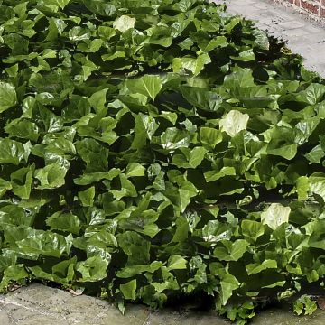 Lierre couvre-sol - Hedera Algerian Bellecour