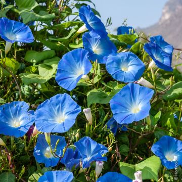 Graines d'Ipomée Heavenly Blue - Ipomoea tricolor Graines d'Ipomée Heavenly Blue - Ipomoea tricolor