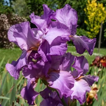 Iris a grandi fiori 'Amethyst flame'