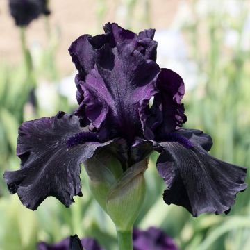 Iris a grandi fiori Night All
