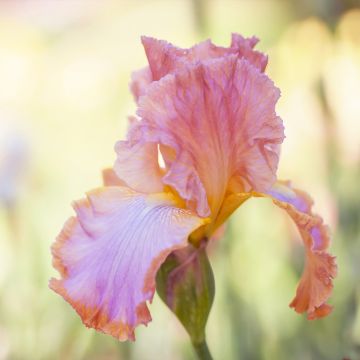 Iris a grandi fiori Punchline Iris a grandi fiori Punchline