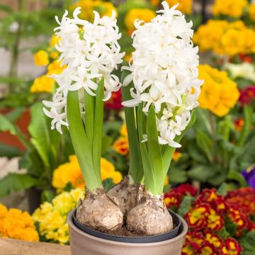 Jacinthes blanches en pot prêtes à fleurir Jacinthes blanches en pot prêtes à fleurir