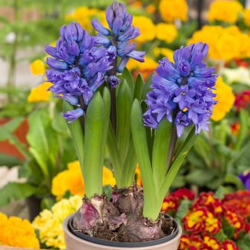 Jacinthes bleues en pot prêtes à fleurir Jacinthes bleues en pot prêtes à fleurir