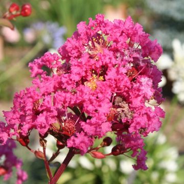LAGERSTROEMIA indica With Love ® Kiss