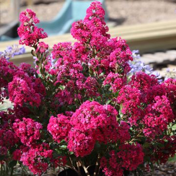 LAGERSTROEMIA indica With Love ® Kiss en pot LAGERSTROEMIA indica With Love ® Kiss en pot