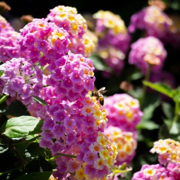 Lantana Bandana HOT PINK Lantana Bandana HOT PINK