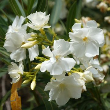 Oleandro 'Mont Blanc' Oleandro 'Mont Blanc'